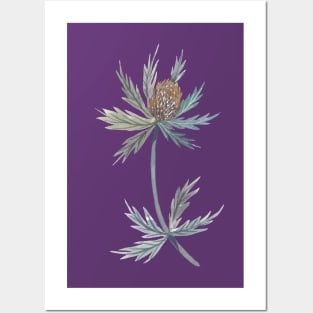 Eryngium Thistle Posters and Art